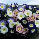 Convolvulus tricolor (Mischung)