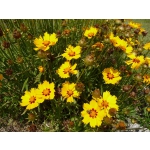 Coreopsis lanceolata 'Sterntaler'