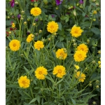 Coreopsis grandiflora 'Sundrops'