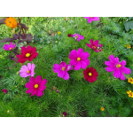 Cosmos bipinnatus 'Gazebo Red'