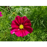 Cosmos bipinnatus 'Gazebo Red'