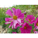 Cosmos bipinnatus 'Sea Shells Red'