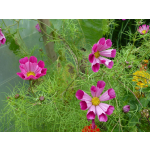 Cosmos bipinnatus 'Sea Shells Red'