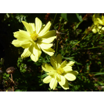 Cosmos sulphureus 'Brightness Lemon'