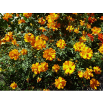 Cosmos sulphureus 'Brightness Orange'