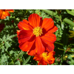 Cosmos sulphureus 'Brightness Red'