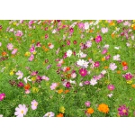 Cosmos bipinnatus 'Dwarf Sensation Mixed'