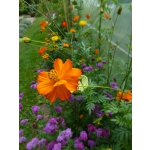 Cosmos sulphureus 'Sunset Orange'