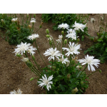 Crepis rubra 'Alba'