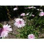 Crepis rubra