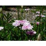 Crepis rubra