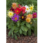 Dahlia variabilis 'Dwarf Cactus Mix'