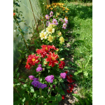 Dahlia variabilis 'Bambino-Mix'