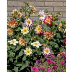 Dahlia variabilis 'Dandy Improved Mix'