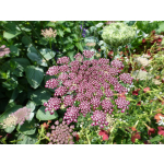 Daucus carota 'Dara'