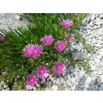 Delosperma cooperi