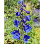 Delphinium belladonna 'Bellamosum'