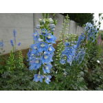 Delphinium Pacific-Hybride 'Summer Skies'