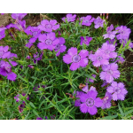 Dianthus amurensis