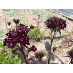 Dianthus barbatus nigrescens 'Sooty'