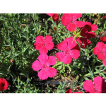 Dianthus deltoides 'Brillancy'