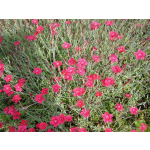 Dianthus deltoides 'Nelli'