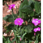 Dianthus gratianopolitanus