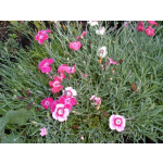 Dianthus plumarius 'Romance Mischung'
