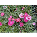 Dianthus plumarius 'Romance Mischung'