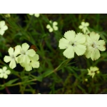 Dianthus knappii