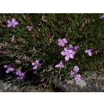 Dianthus nardiformis