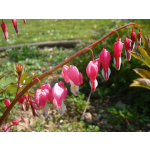 Dicentra spectabilis