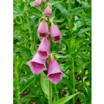 Digitalis x mertonensis