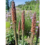Digitalis parviflora