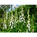 Digitalis purpurea 'Alba'