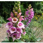 Digitalis purpurea 'Candy Mountain'