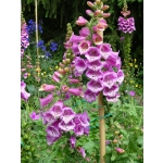 Digitalis purpurea 'Candy Mountain'