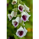 Digitalis purpurea 'Pam's Choice'