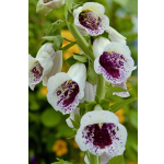 Digitalis purpurea 'Pam's Choice'