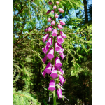 Digitalis purpurea