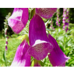 Digitalis purpurea