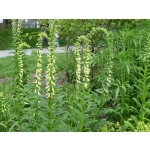 Digitalis lutea