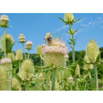 Dipsacus fullonum