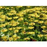 Doronicum orientale 'Magnificum'