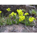 Draba aizoides