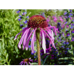 Echinacea pallida