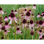 Echinacea pallida