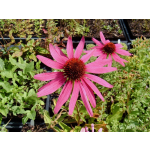 Echinacea pallida