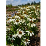 Echinacea purpurea 'Baby Swan White'