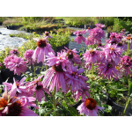Echinacea purpurea 'Doppeldecker'